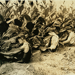 Three boys picking shade-grown tobacco (Library of Congress, 1917)